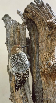 Framed Gila Woodpecker Print