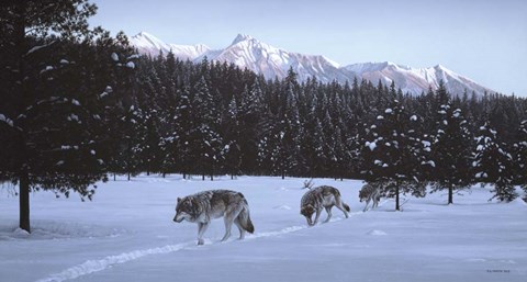 Framed Evening Glow- Wolf Pack Print