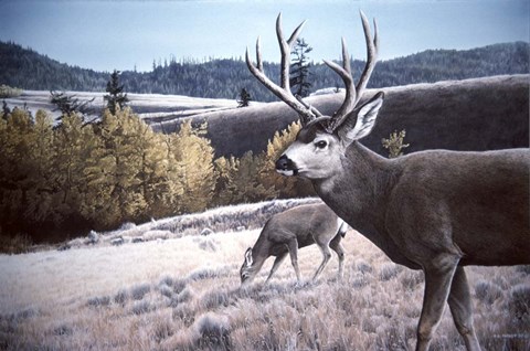 Framed Mule Deer In Aspen Print