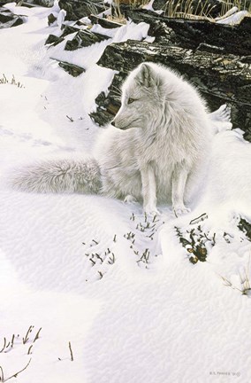 Framed Blue Shadows - Arctic Fox Print