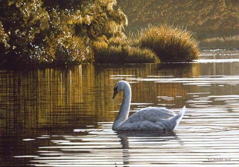Framed Morning On The Lagoon - Mute Swan Print