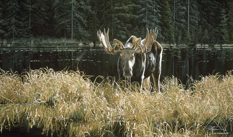 Framed Autumn Foraging - Moose Print