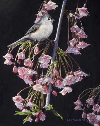 Framed Titmouse And Blossoms Print