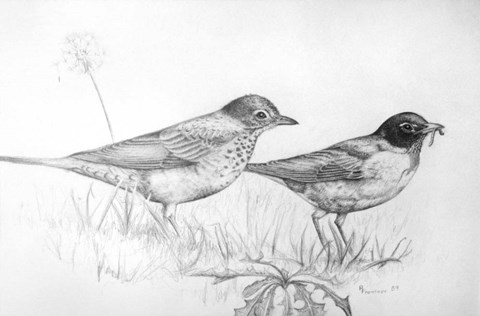 Framed Two Bird Study Print