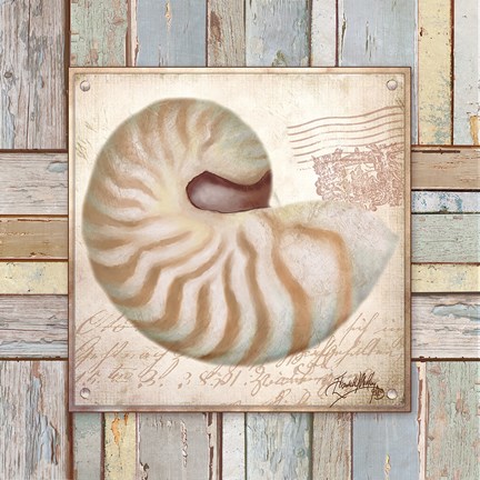 Framed Beach Shell III Print