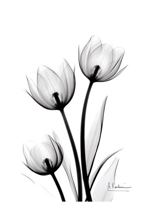 Framed Tulips High Contrast Print