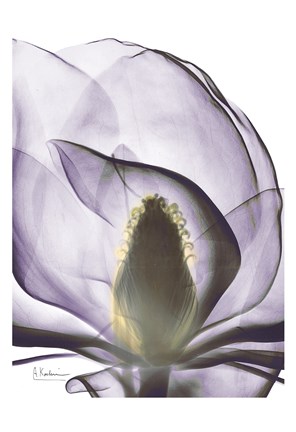 Framed Purple Magnolia A43 Print