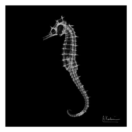 Framed Seahorse In The Dark Print