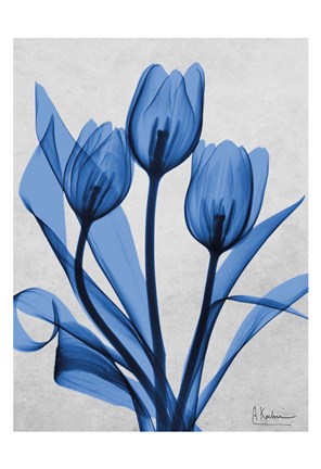 Framed Midnight Tulips 2 Print