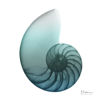 Framed Water Snail 4 Print