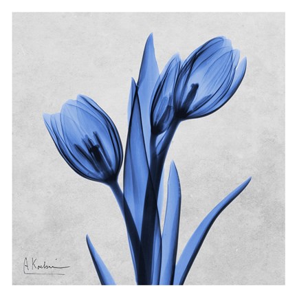 Framed Midnight Tulips Print