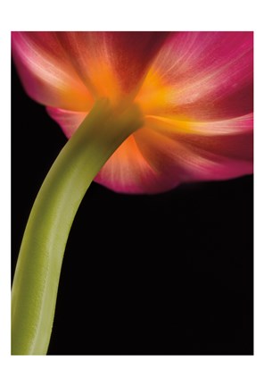 Framed Glowing Tulip Print