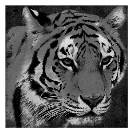 Framed Tiger Black And White Print