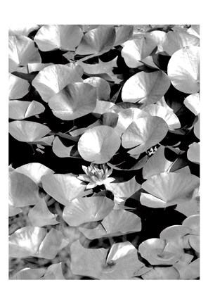 Framed Beach Foliage 5 Print