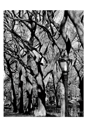Framed Central Park Forest Print