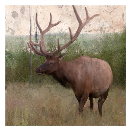 Framed Elk Stride Print