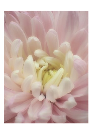 Framed Blume Chrysantheme Print