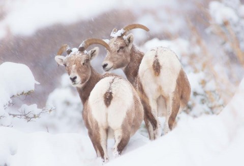 Framed Bighorns Two Print