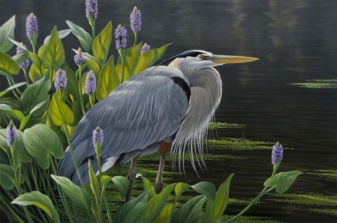 Framed Biding Time Great Blue Heron Print