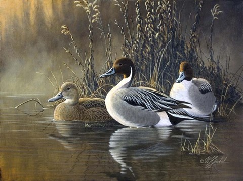 Framed Pintail Trios Print