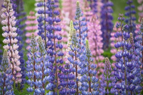 Framed Blue Pink Lupine Flowers Print