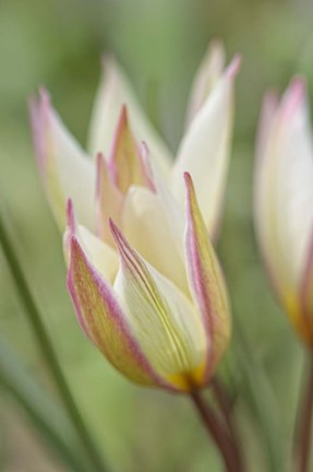 Framed Tulip Primulina Print
