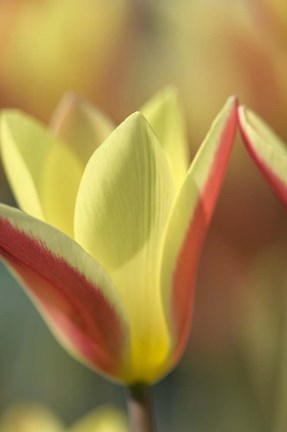 Framed Tulip Tinka Print