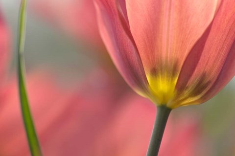 Framed Tulipa Planifolia Print