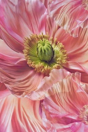 Framed Cerise Pink Poppy Print