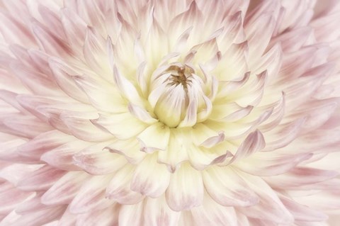 Framed Dahlia Flower Print