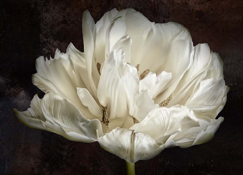 Framed Double White Tulip Print