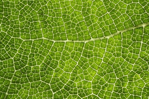Framed Green Leaf Texture Print