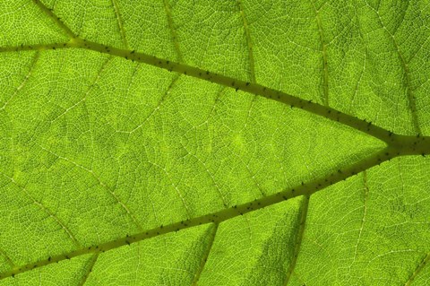 Framed Leaf Texture IV Print