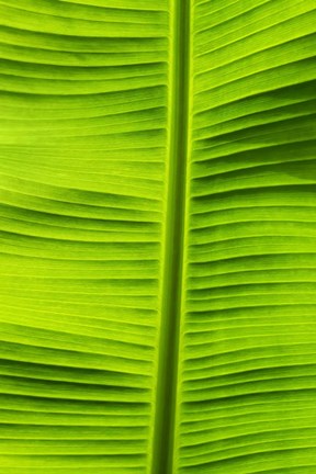 Framed Leaf Texture VIII Print