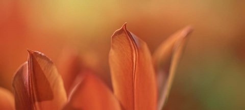 Framed Duc van Tol Orange Tulip Print