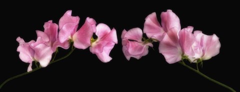 Framed Glowing Sweet Peas Print