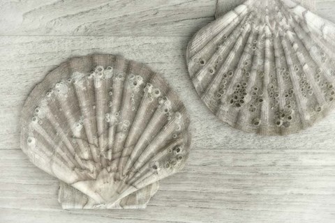 Framed Two King Scallop Shells Print