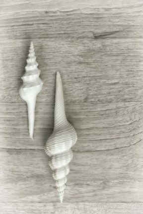 Framed Two White Shells Print