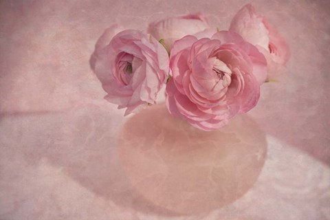 Framed Pink Ranunculus Bouquet Print