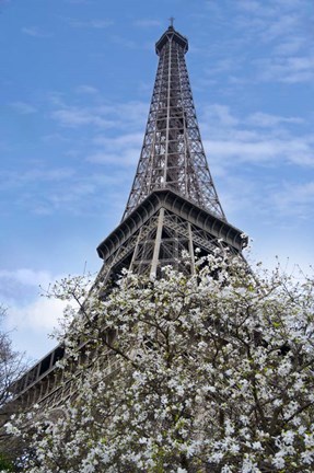 Framed Eiffel Tower with Blossoming Magnolia Print