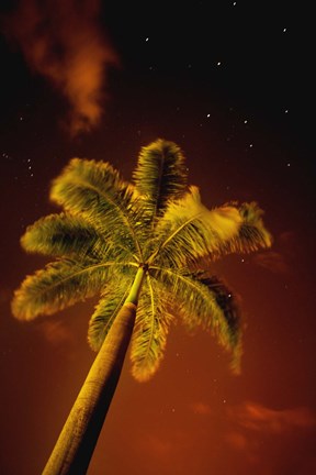 Framed Palm at Night Print