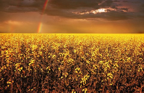 Framed Rainbow Over Golden Flowers Print