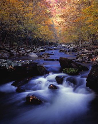 Framed Forest Stream in Fall Print