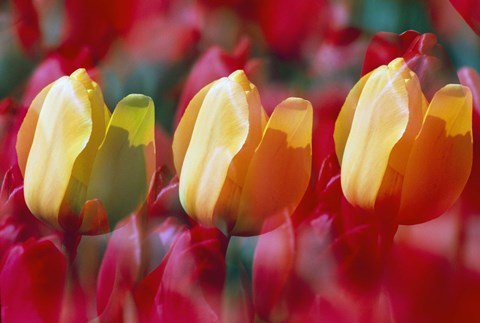 Framed Three Tulips Print