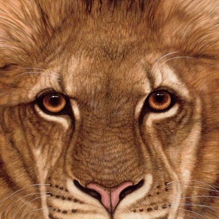 Framed Eyes of the Lion Print