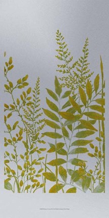 Framed Pattern of Leaves II Print