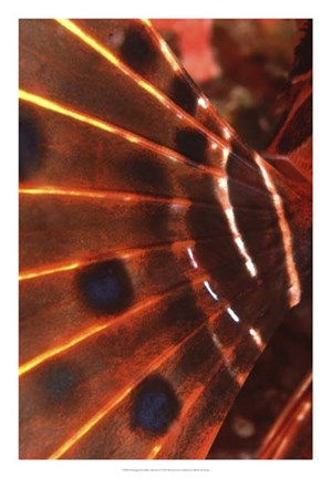 Framed Flaming Flyer - Palau, Micronesia Print