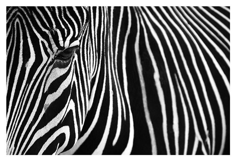 Framed Zebra in Lisbon Zoo Print