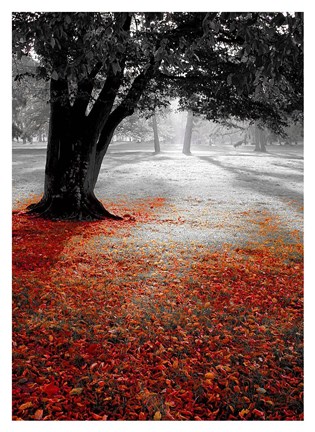 Framed Autumn Contrast Print