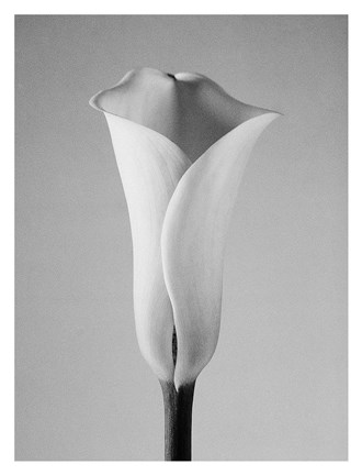 Framed Calla No. 1 Print